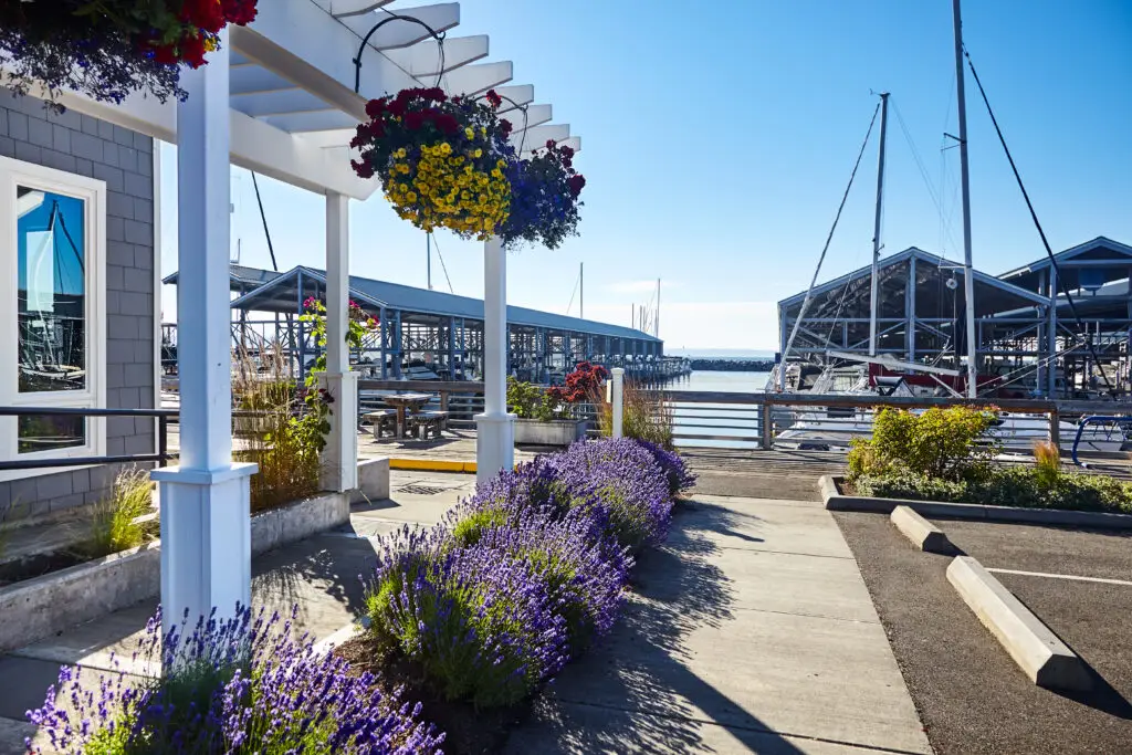 Insurance in Edmonds WA: Marina and boardwalk along the Edmonds, Washington waterfront. Lavender bushes along the sidewalk leading to the boardwalk. Building on the left, covered docks and water ahead.
